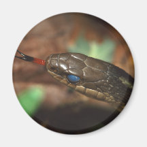snake magnet