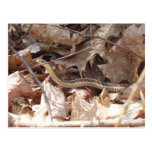 snake post cards