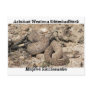 Snakes of Arizona Post Cards