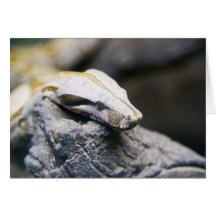 snakes tarjeta