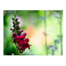 Snapdragon Flowers Post Cards