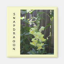 Snapdragon Magnets