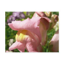 Snapdragon Pink Post Card
