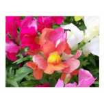 Snapdragon Postcard
