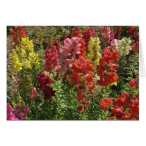 Snapdragons