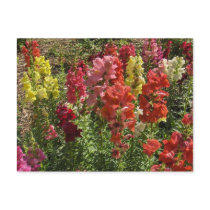Snapdragons Postcard