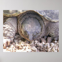 Snapping Turtle Face Print