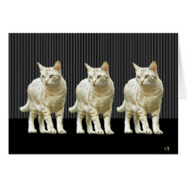 Snazzy Cats