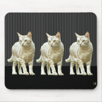Snazzy Cats