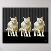 Snazzy Cats
