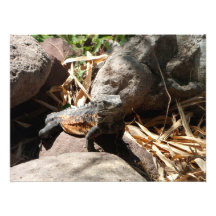 Sneaky Iguana Photo Art