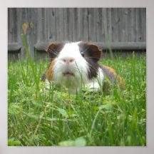 Sniff Sniff Posters