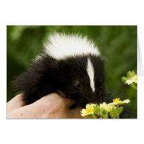Sniffing  Flower Card