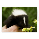 Sniffing  Flower cards