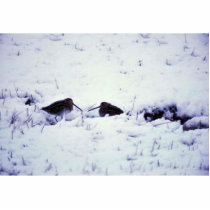 Snipe in Snow Photo Cutout