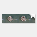 Snipe's bill murex (Haustellum naustellum) Shell Bumper Stickers