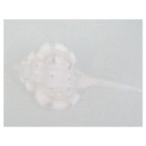 Snipe's bill murex (Haustellum naustellum) Shell Personalized Letterhead