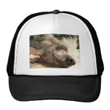 snooze mesh hats
