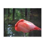 Snoozing Flamingo Postcard