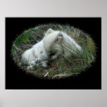 Snoozing Fox Print