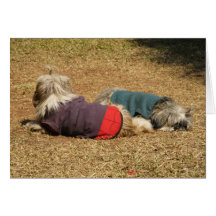 Snoozing in Nong Khai Greeting Card