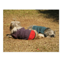 Snoozing in Nong Khai Post Card