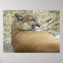 Snoozing Puma Poster