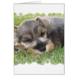 Snoozing Schnauzer Greeting Card