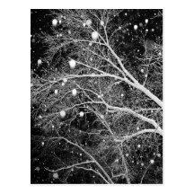 Snow Among Branches Postcard