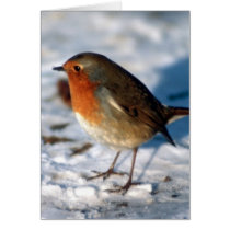 Snow and Robin cards