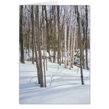 Snow Birches Cards