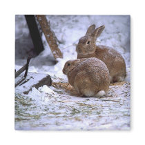 Snow bunnies magnets