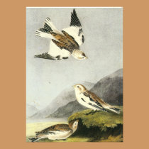 Snow Bunting - John James Audubon invitations