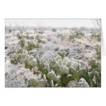 Snow Cactus cards