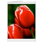Snow-capped Tulip cards