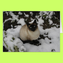 Snow Cat cards
