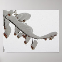 Snow Covered Buds Posters