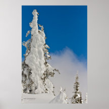 Snow Covered Evergreens Poster