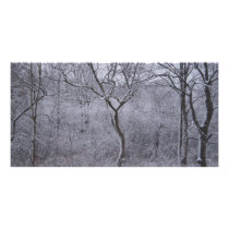 Snow-covered flora and trees in Upstate New York Personalized Photo Card