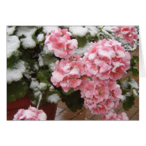 Snow Covered Geraniums Greeting Card
