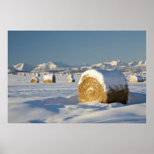 Snow-Covered Hay Bales Posters