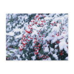 Snow Covered Holly Berries - Holiday Postcards