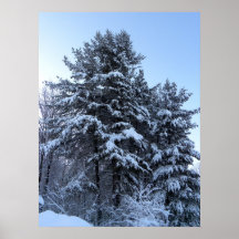Snow Covered Pine Print