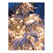 snow covered trees post card