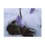 Snow Crocus ~ postcard