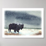 Snow Dusted Bison print