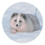 Snow Fox Stickers