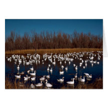 Snow Geese Bosque Del Apache National Wildlife Ref Card