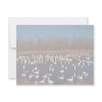 Snow Geese Bosque Del Apache National Wildlife Ref Invitations