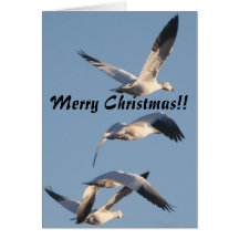 Snow Geese Christmas Card